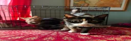 Mixed Breed cats for sale: Beautiful male kittens both male ginger and black in Brecon - Advert 1