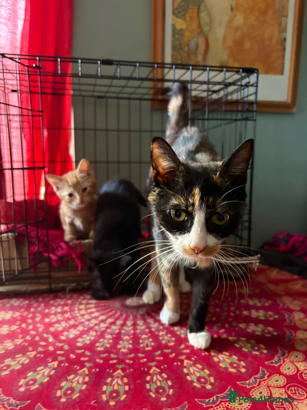 Mixed Breed cats for sale: Beautiful male kittens both male ginger and black in Brecon - Advert 1
