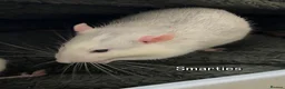 Rat rodents for sale: Ratties  - Advert 1