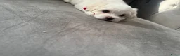 Maltese dogs for sale: Tiny Maltese Boy puppies 💙 - Advert 11