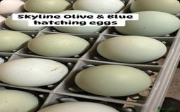 Chickens poultry for sale: Olive Egger hatching eggs  - Image 1