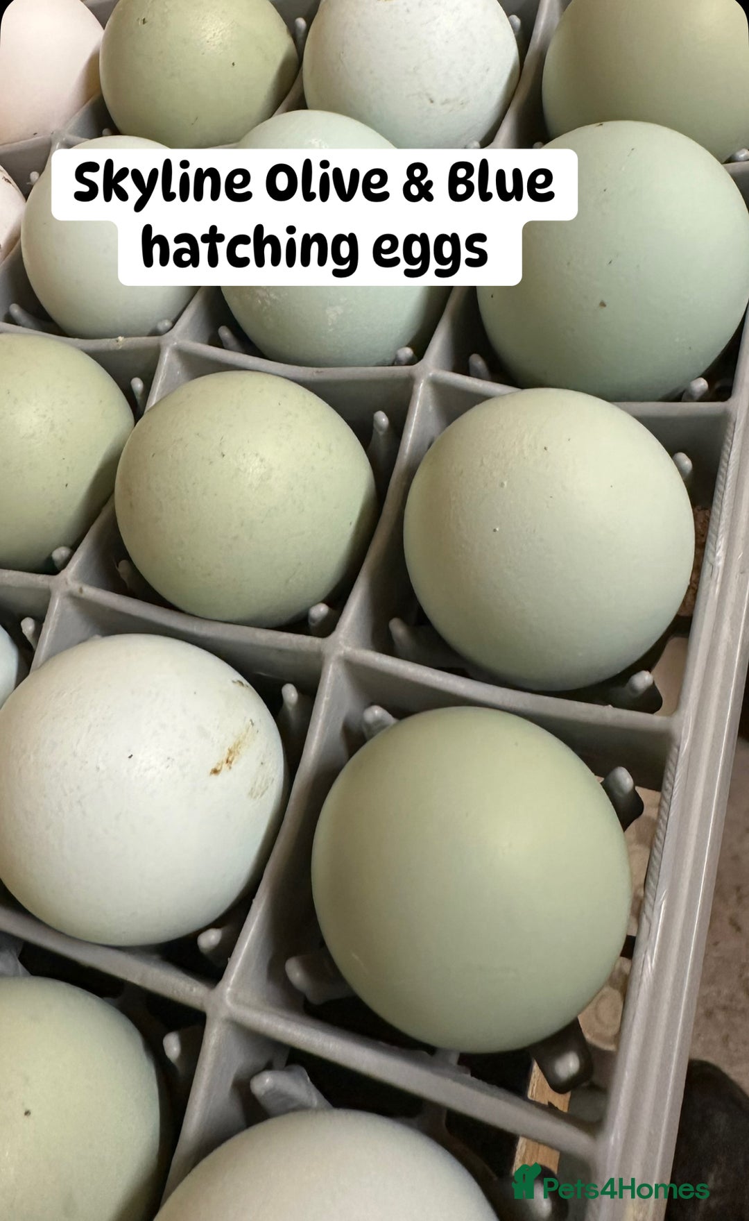Chickens poultry for sale: Olive Egger hatching eggs  - Image 1