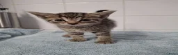 British Shorthair cats for sale: pure tabby kittens - Advert 13