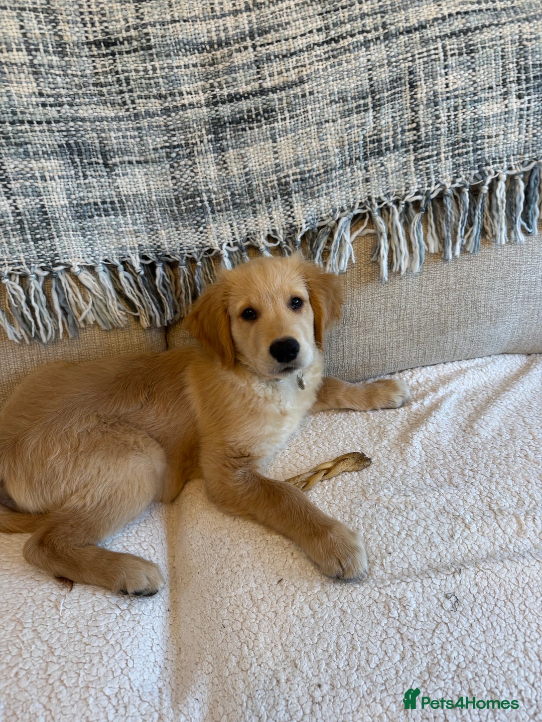 Golden Retriever dogs for sale: Gorgeous golden retriever show quality  - Advert 5