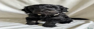 Mini Goldendoodle Puppy 5