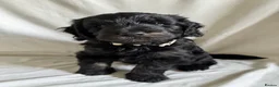 Mini Goldendoodle dogs for sale: F1 Miniature Goldendoodles   - Advert 24
