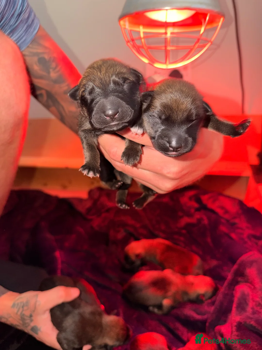 Belgian Shepherd Dog dogs for sale: Belgium malanois puppies  - Advert 2