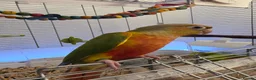 Conures birds for sale: Hand reared tame - Advert 8