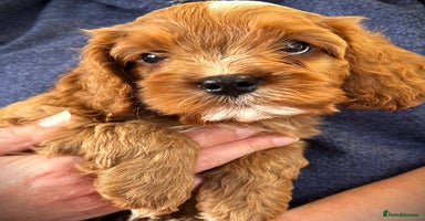 Cavapoo dogs - Advert 13