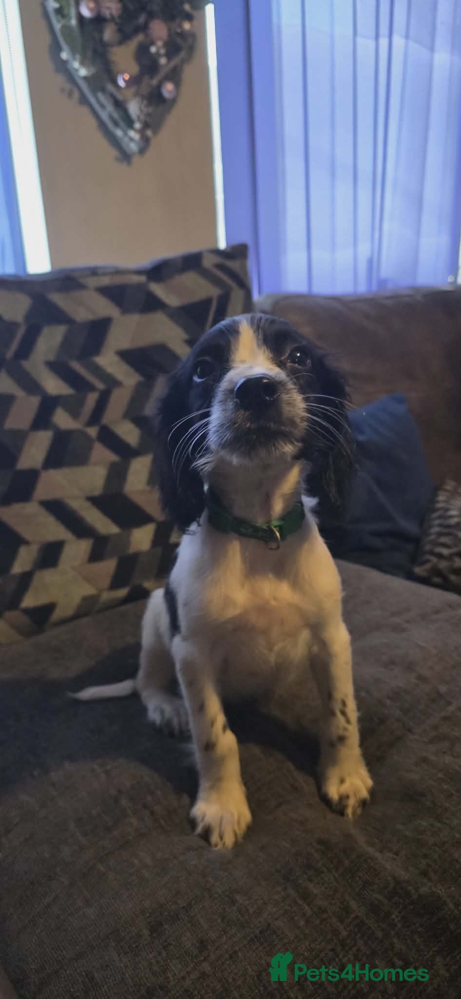 English Springer Spaniel dogs KC registered English springer spaniels  - Advert 3