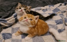 Persian cats for sale: Beautiful Persian X BSH Kittens  - Image 1