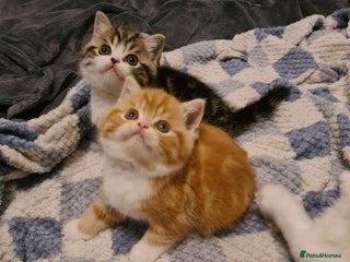 Persian cats - Advert 3