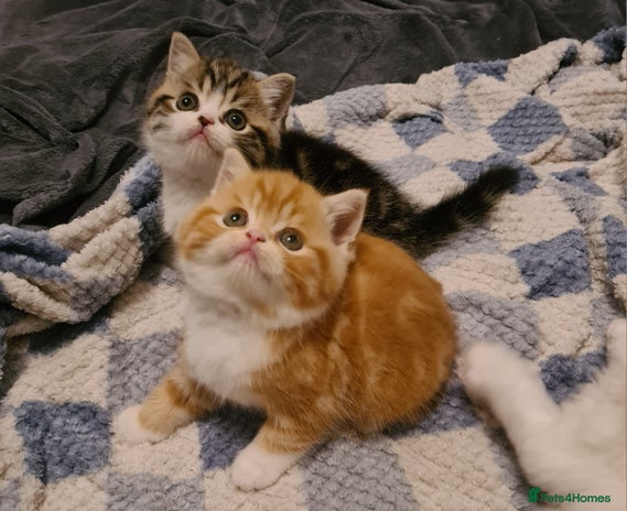 Persian cats - Advert 1