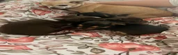 Chihuahua dogs for sale: Chihuahua puppies in Tilbury - Advert 5