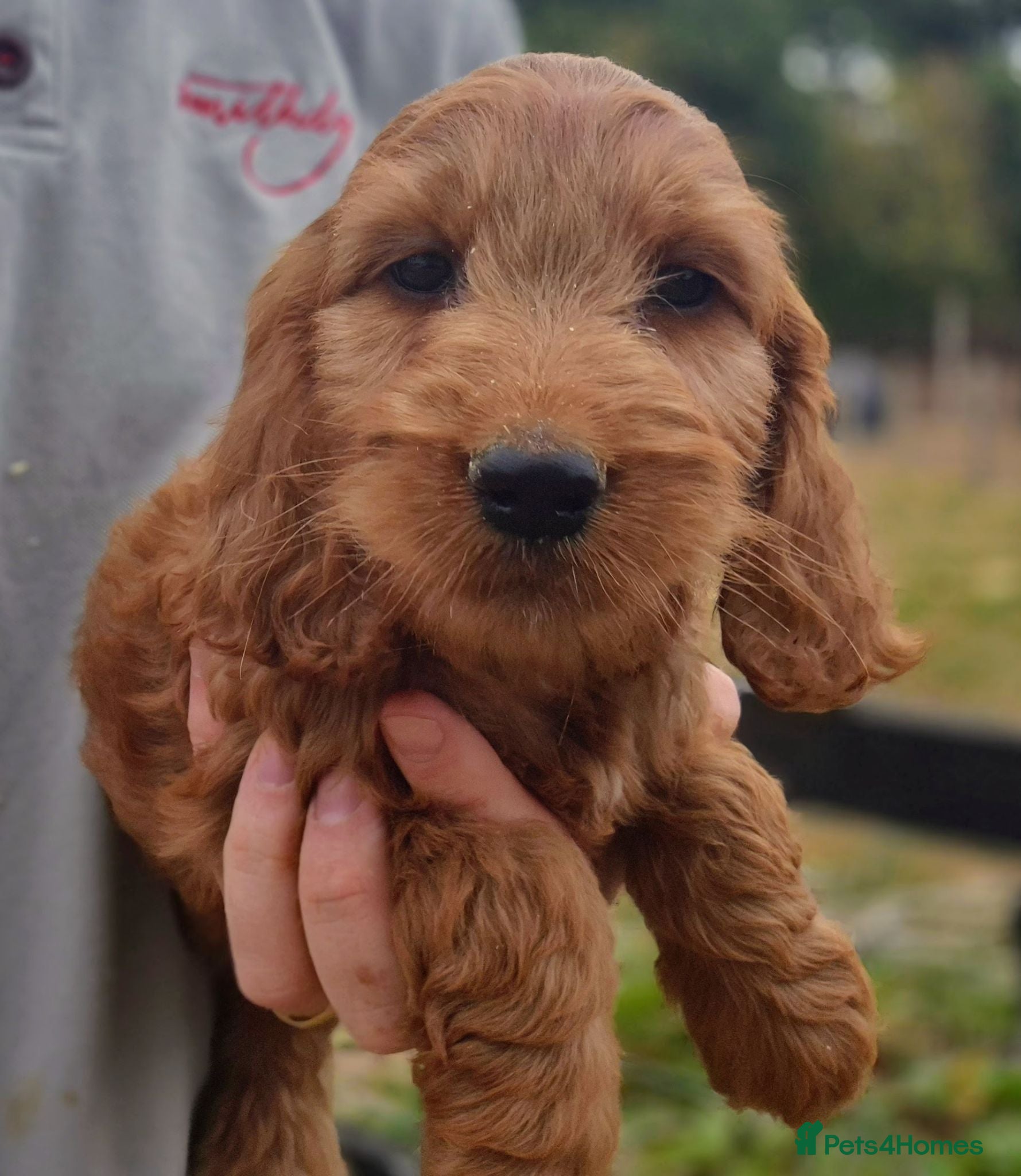 Cockapoo dogs F1 Cockapoo Puppies - Advert 2