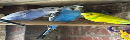 Mixed Breed birds for sale: Different types of birds *read description*  - Advert 6