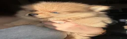 Pomeranian dogs for sale: Small pedigree boys left  - Advert 15