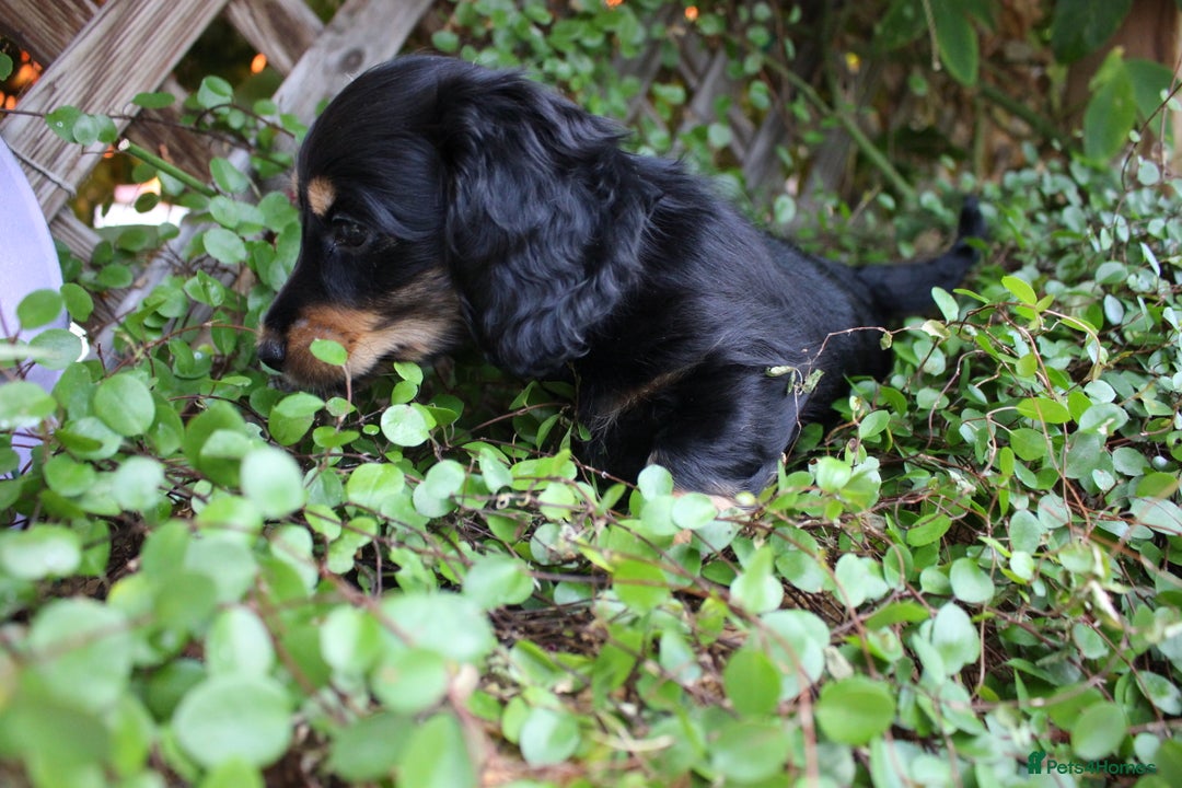Miniature Dachshund dogs for sale: KC Health tested Licensed breeder 12 years exp - Image 34