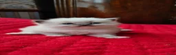 Ragdoll cats for sale: kittens - Advert 10