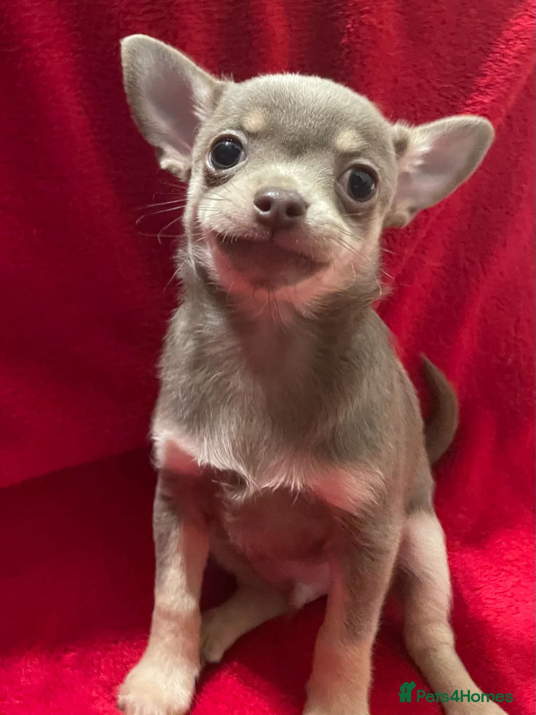 Chihuahua dogs for sale: KC Reg short-hair Chihuahua apple-headed puppies - Advert 5