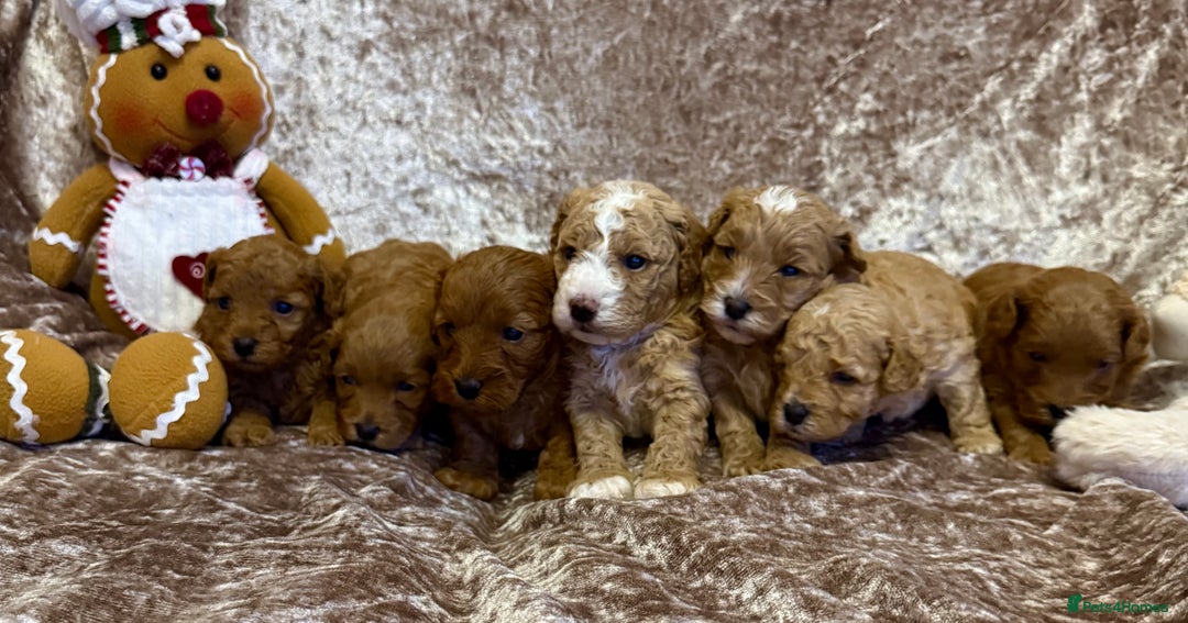 Maltipoo dogs for sale: BEAUTIFUL TEDDY BEAR F1B MALTIPOO BABIES! - Advert 1