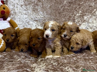 Maltipoo dogs BEAUTIFUL TEDDY BEAR F1B MALTIPOO BABIES! - Advert 1