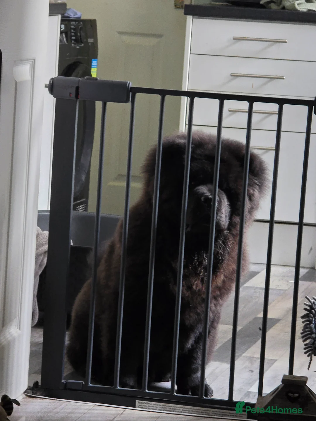 Chow Chow dogs for sale: 6 & half month old male chow in Porth - Advert 3