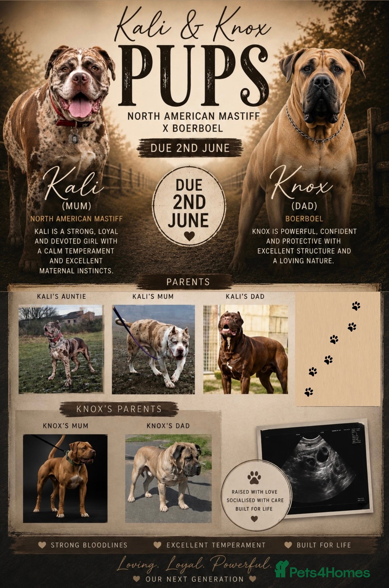 Mixed Breed dogs North American Mastiff pups due! - Advert 8