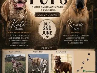 Mixed Breed dogs North American Mastiff pups due! - Advert 4