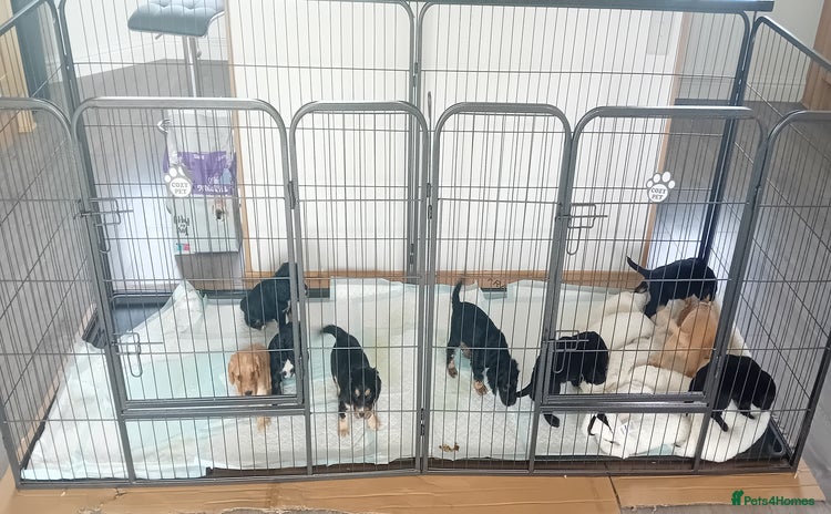 Cocker Spaniel dogs for sale - Advert 1