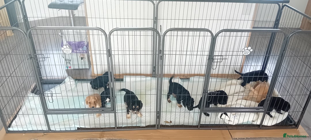 Cocker Spaniel dogs for sale: QUALITY COCKER SPANIAL PUPPIES VARIOUS COLOURS - Image 1