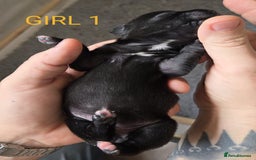 Staffordshire Bull Terrier dogs for sale: KC Registered Champions Bloodline Show Quality  - Image 14