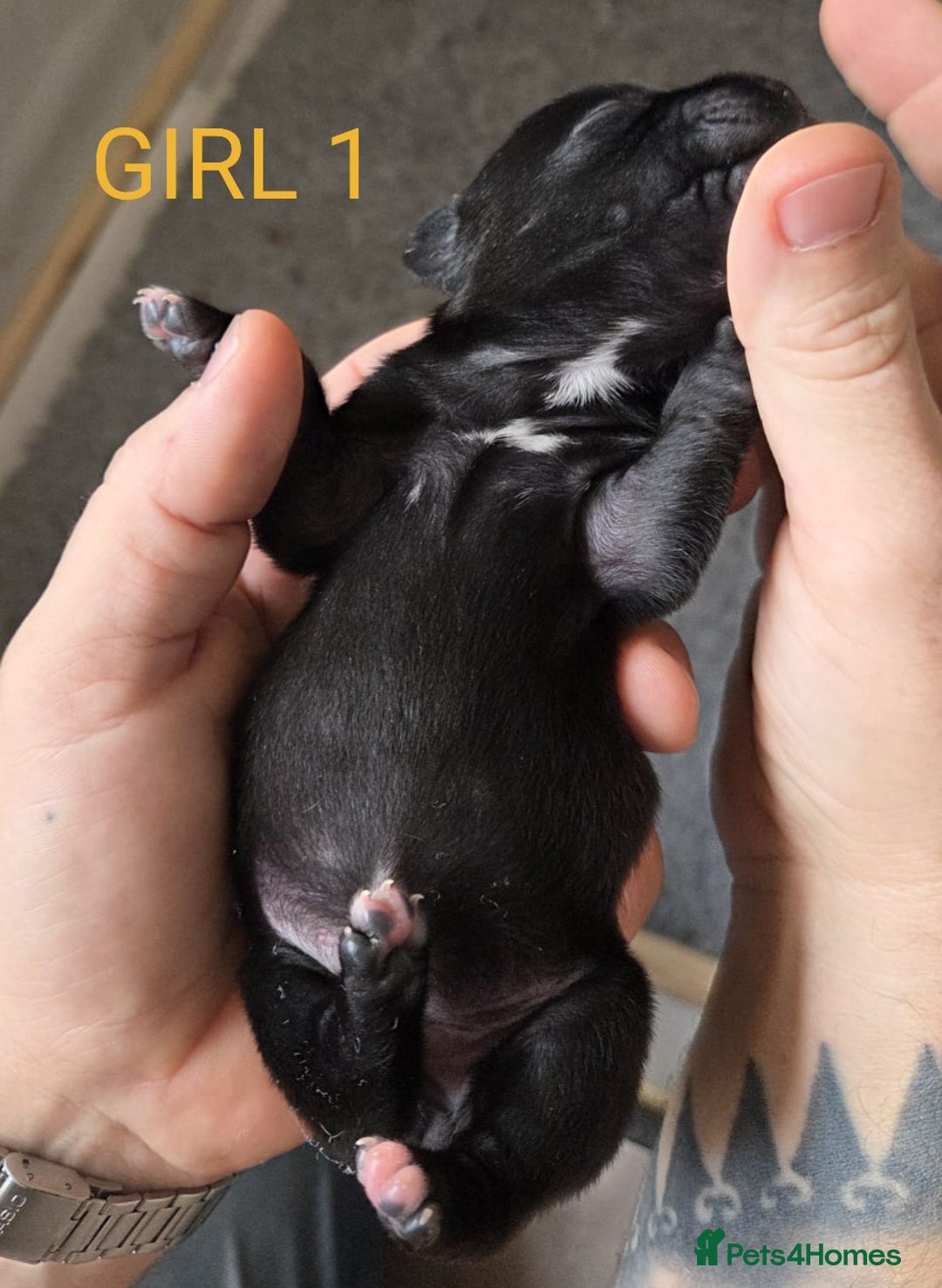 Staffordshire Bull Terrier dogs for sale: KC Registered Champions Bloodline Show Quality  - Image 14
