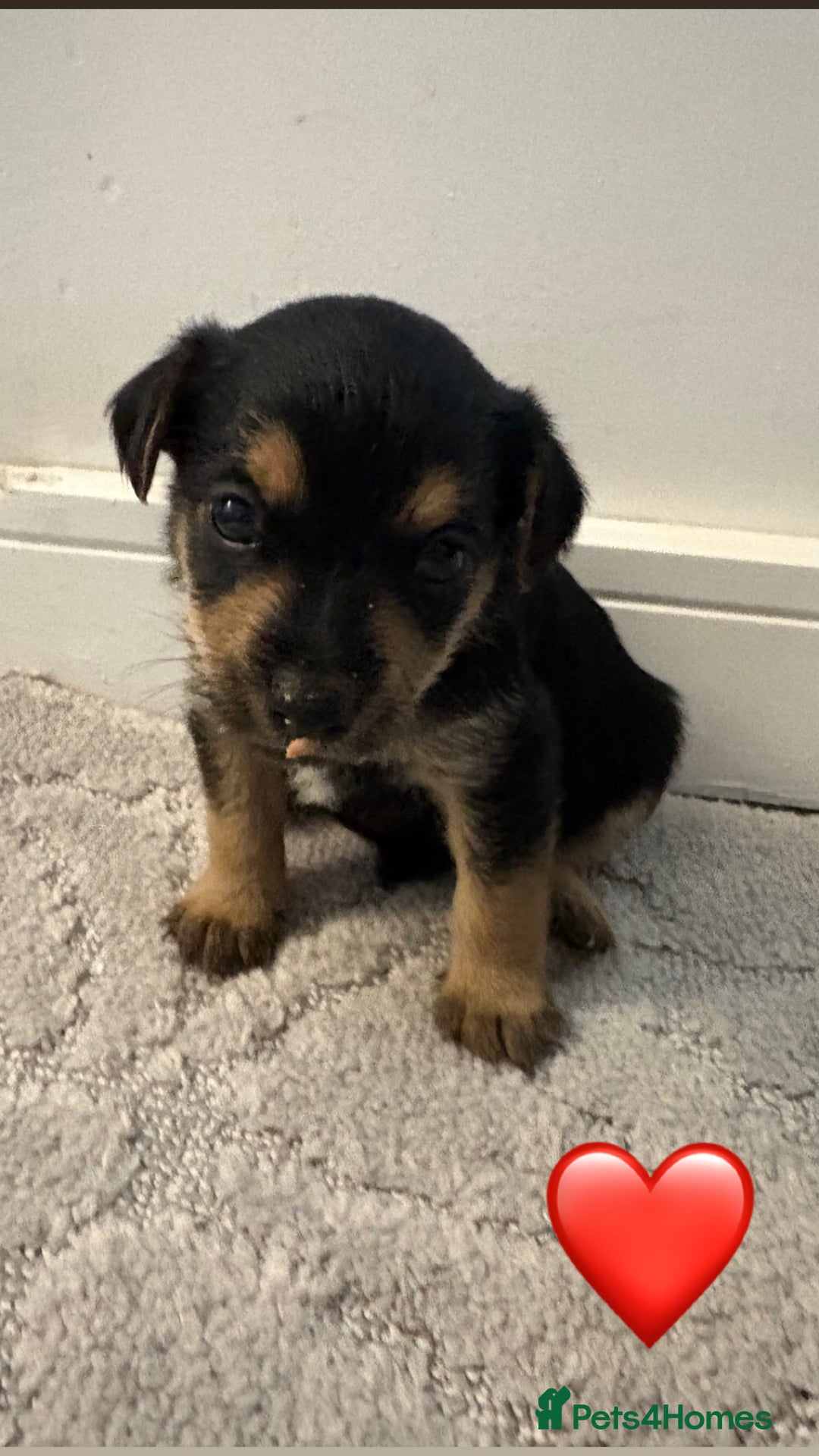 Jack Russell dogs for sale: 5 JACK RUSSEL PUPPIES - Image 5
