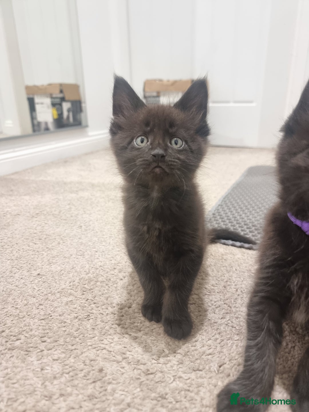 Maine Coon cats for sale: Stunning Maine Coon Kittens for sale/ Reservation  - Advert 7