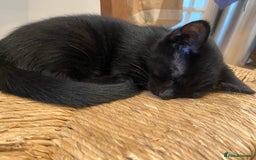 Domestic Shorthair cats for sale: 3 gorgeous kittens ready for their new home - Image 9