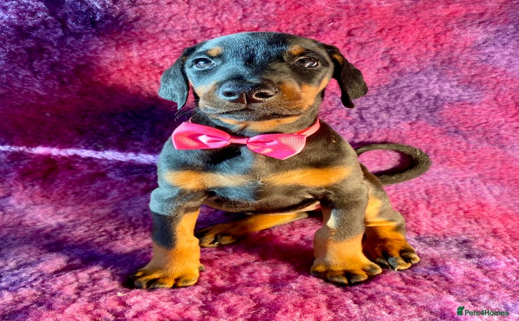 Dobermann dogs KC REGISTERED HEALTH TESTED EUROPEAN DOBERMAN PUPS - Advert 1