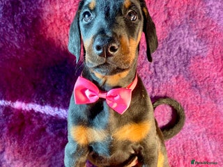 Dobermann dogs KC REGISTERED HEALTH TESTED EUROPEAN DOBERMAN PUPS - Advert 3