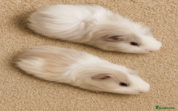 Guinea Pig rodents for sale: Male Guinea Pig & Female Guinea Pig - Image 2