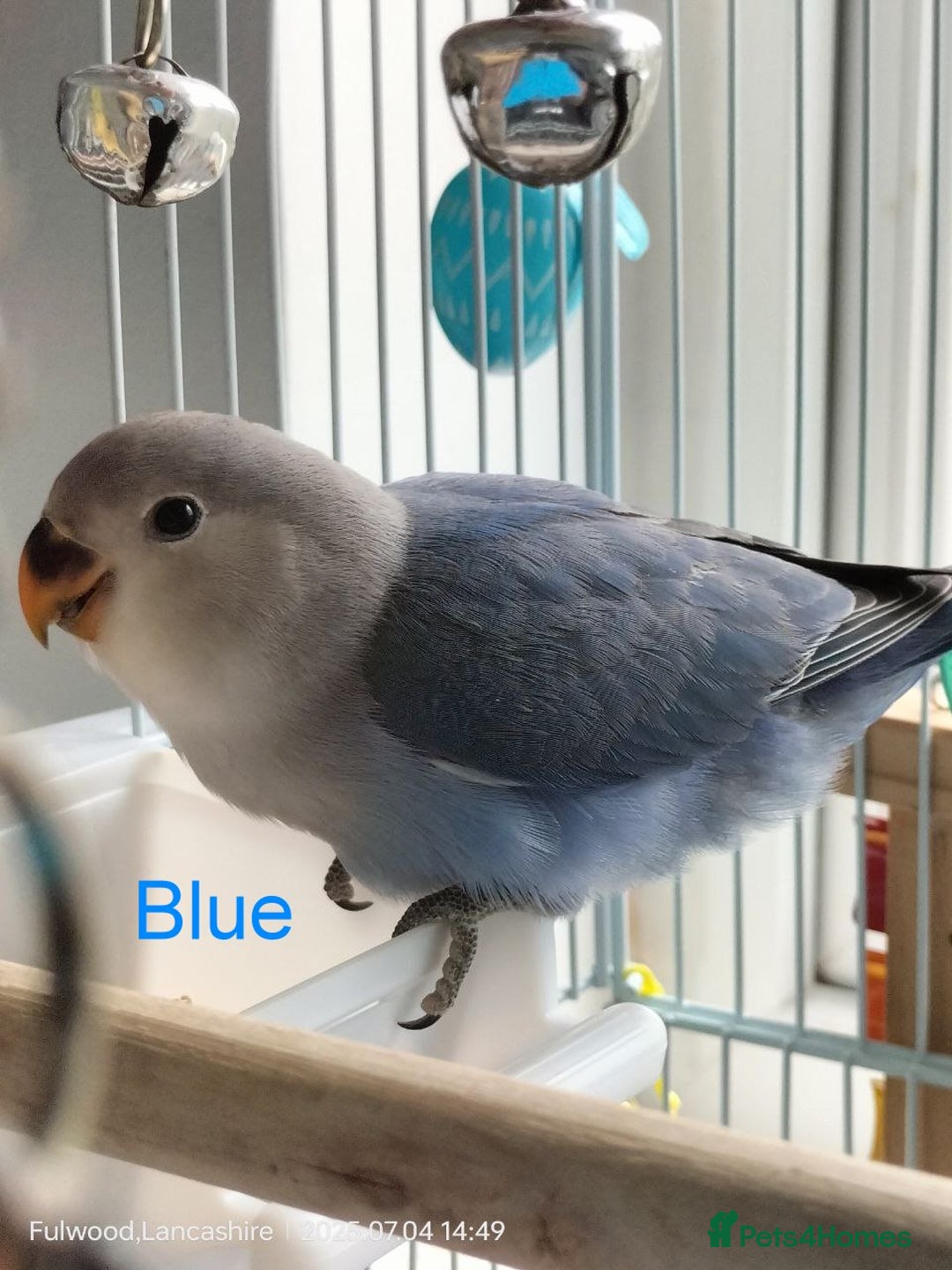 Lovebirds birds for sale: Tales of Cinder, Bobo, Soul & Enma - Image 7