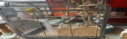 Budgerigars birds for sale: Budgies and cage - Advert 4