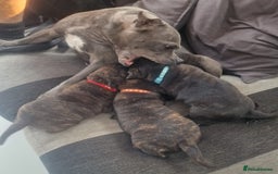 Staffordshire Bull Terrier dogs for sale: Champion Bloodline KC registered staffy puppies🐶  in Manchester - Image 4