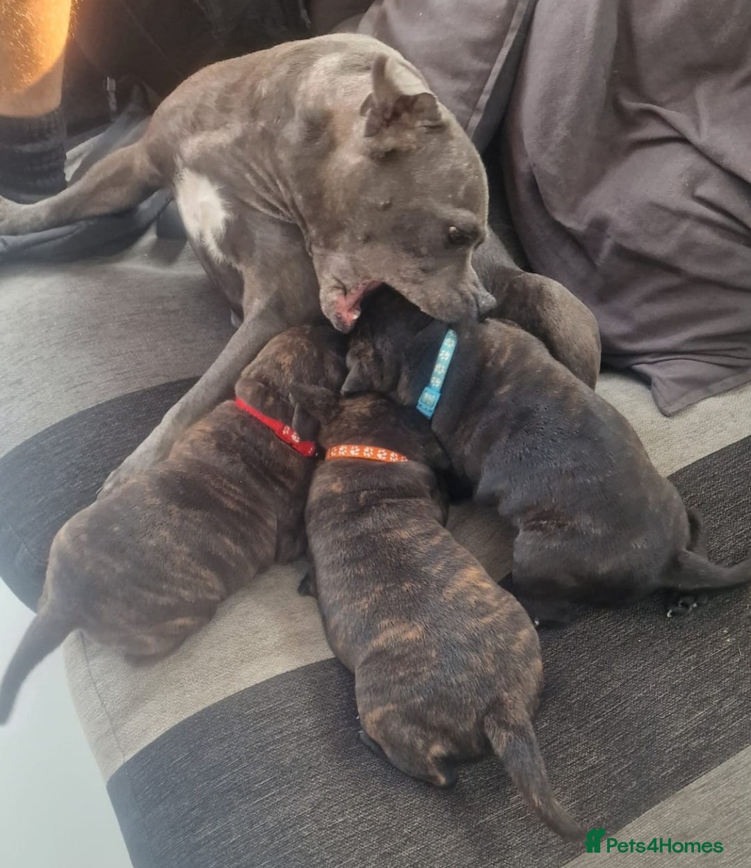 Staffordshire Bull Terrier dogs for sale: Champion Bloodline KC registered staffy puppies🐶  in Manchester - Image 4