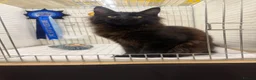 Maine Coon cats for sale: SHOW QUALITY MAINE COON GIRL 🖤♥️ - Advert 3
