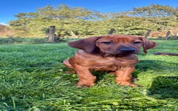Rhodesian Ridgeback dogs for sale: 🦁 KC Reg Rhodesian Ridgeback Girls Ready Now  🦁 - Image 1