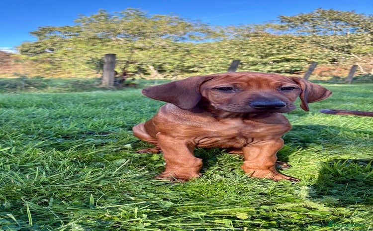 Rhodesian Ridgeback dogs - Advert 1
