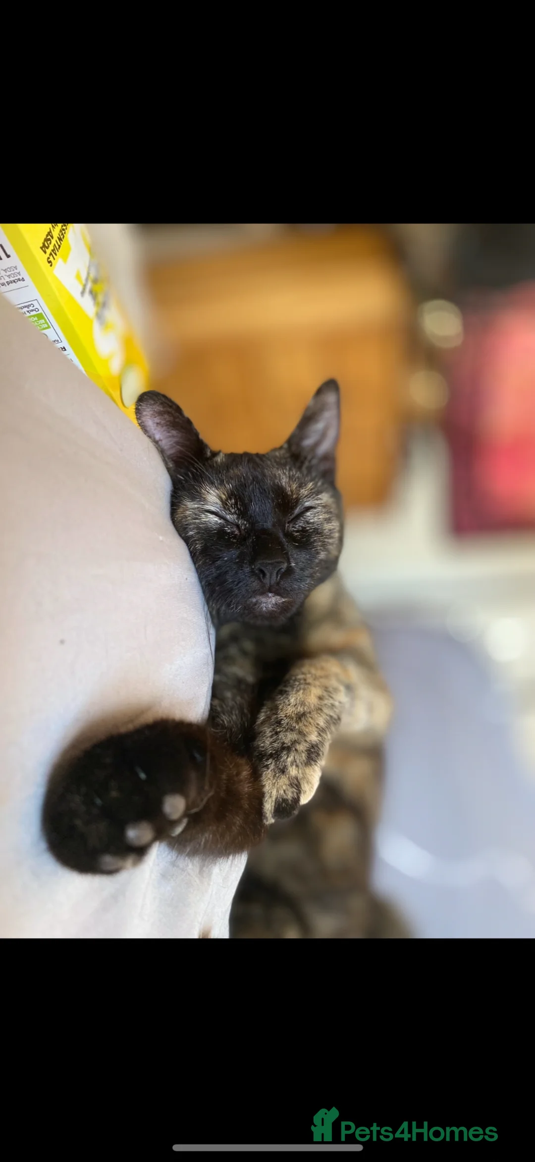 Mixed Breed cats for sale: Beautiful tabby boy  - Advert 7