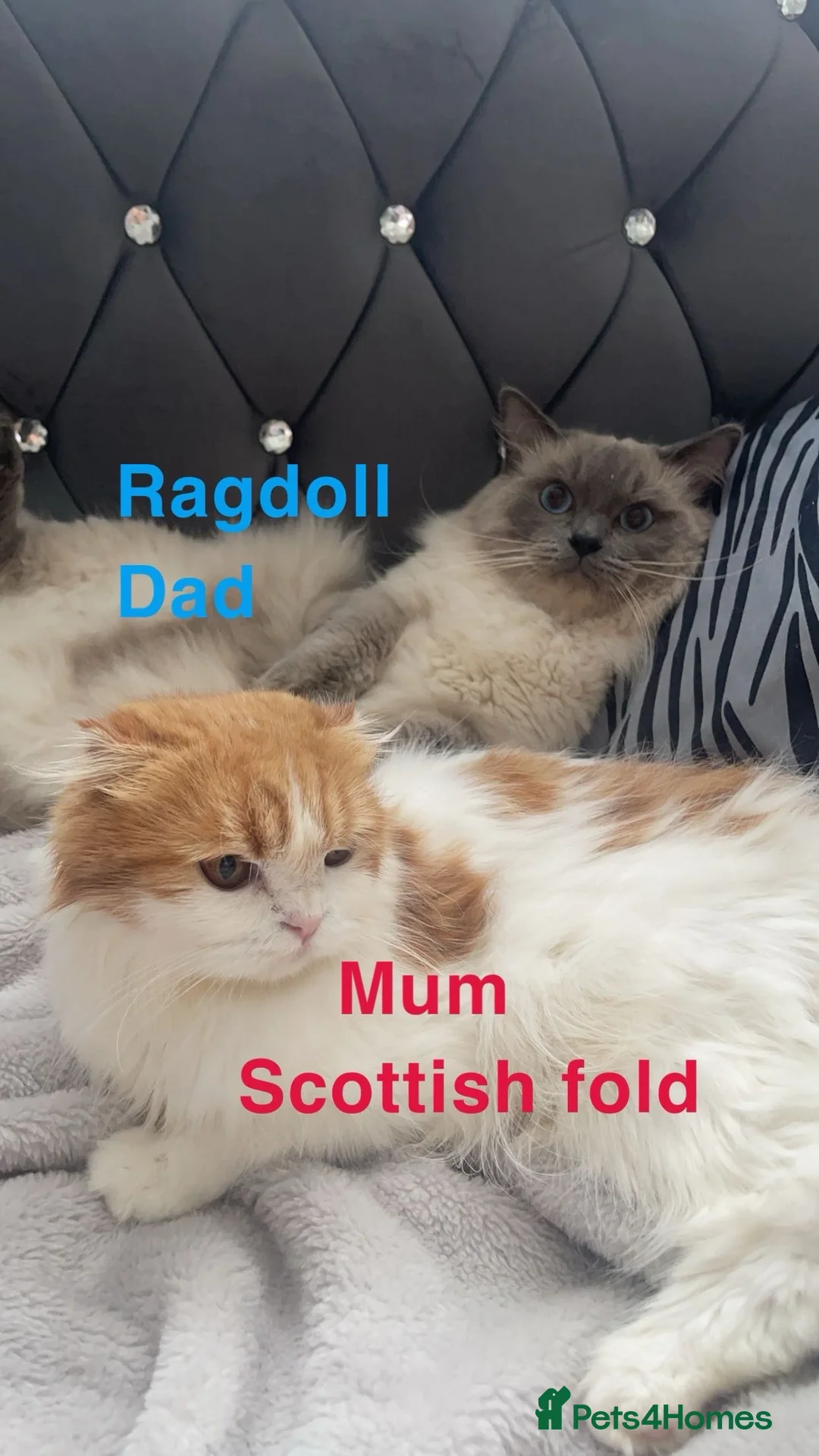 Ragdoll cats for sale: Beautiful Scottish fold mix Ragdoll Kittens - Advert 2