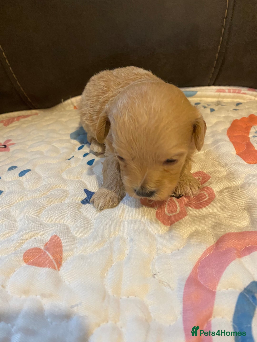 Maltipoo dogs for sale: Adorable Maltipoos Puppies  - Advert 36