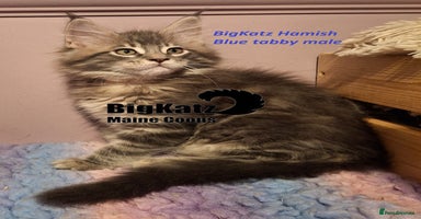 Maine Coon cats - Advert 3